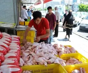 چه شد که قیمت مرغ به کیلویی ۱۰۰ هزار تومان رسید؟