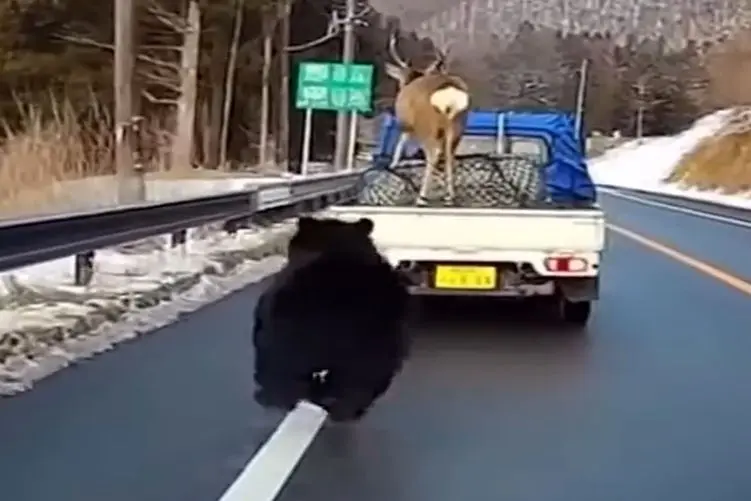 معماری طبیعت؛ آهوی وانت سوار از دست خرس پیگیر جیم شد