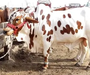 گاوهای غول قیمت؛ فستیوال گاو و گوساله های لاکچری پاکستان که انگاری جشنواره کن