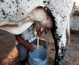 گاوهای باورنکردنی؛ گاو از بس شیر داره، دیگه دِه بالا براش صف دوشیدن گذاشتن