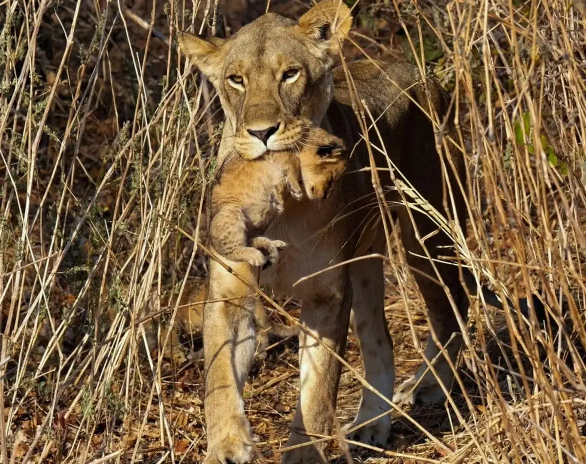 lion