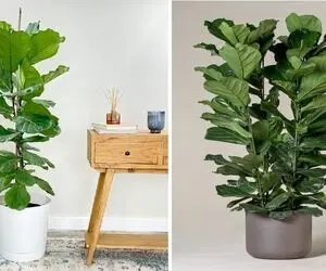 راهنمای نگهداری از فیکوس لیراتا / رازهای شادابی و رشد سریع درختچه زینتی زیبا