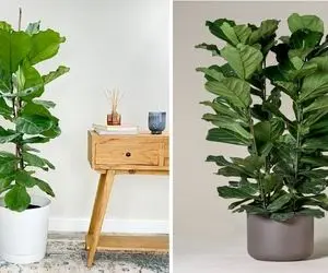 راهنمای نگهداری از فیکوس لیراتا / رازهای شادابی و رشد سریع درختچه زینتی زیبا