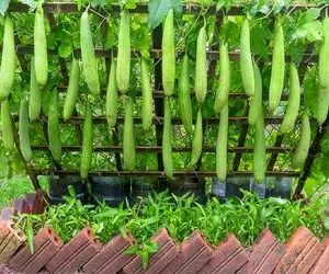 کشاوری بدیع؛ پرورش کدو اسفنجی در لاستیک برای طعم و مزه دلچسب تر