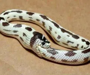 راز بقا؛ ماری که قصد خودکشی دارد و میگوید: ولم کنید من میخوام خودمو بخورم! 