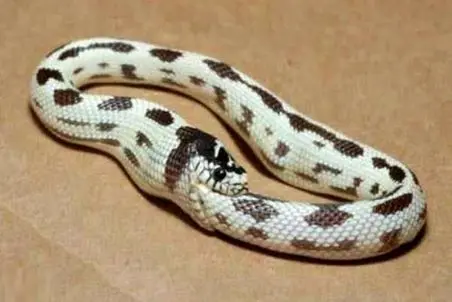 راز بقا؛ ماری که قصد خودکشی دارد و میگوید: ولم من میخوام خودمو بخورم! 