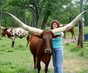 فرآوری گاو؛ فاصله شاخ های گاو یجوری زیاده که میشه بهش بند بست رخت آویزون کرد