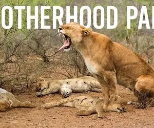 مستند حیات وحش؛ حال زار شیر مادر برای غم بچه هایش