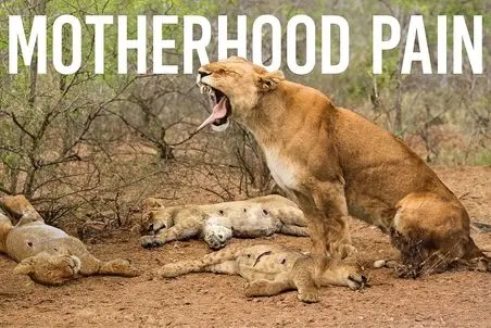 مستند حیات وحش؛ حال زار شیر مادر برای غم بچه هایش