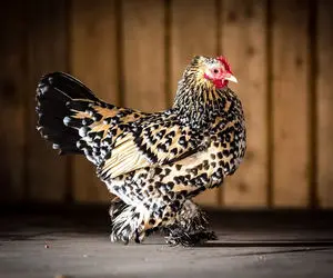 مرغ و خروس کوشین که اصلا پا نداره / نژاد عجیب الخلقه‌ای که گوشتش عین زغال سیاهه