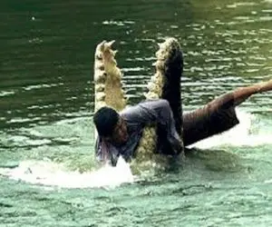 از جذابیت‌های حیات وحش؛ مرده کروکودیل نمک نشناسو از بچگی بزرگ کرد آخرش طعمه شد