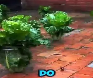 کشاورزی نوین؛ لا درز کاشی های حیاط کاهو و میوه کاشتن فروختن بدون زمین کشت پول درمیارن