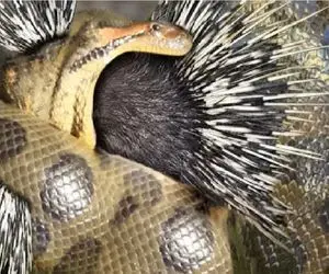 مستند حیات وحش؛ پیتون اینقدر بلعیده خار جوجه تیغی منفجرش کرد