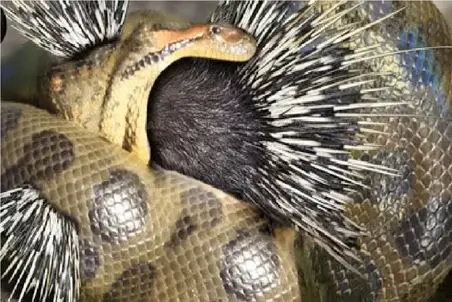 مستند حیات وحش؛ پیتون اینقدر بلعیده خار جوجه تیغی منفجرش کرد