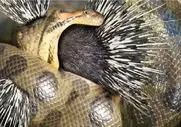 مستند حیات وحش؛ پیتون اینقدر بلعیده خار جوجه تیغی منفجرش کرد
