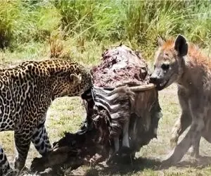 مستند حیات وحش/ کفتار شکار پلنگ را دزدید/زور کفتار به پلنگ چربید