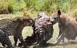 مستند حیات وحش/ کفتار شکار پلنگ را دزدید/زور کفتار به پلنگ چربید مستند حیات وحش/ کفتار شکار پلنگ را دزدید/زور کفتار به پلنگ چربید