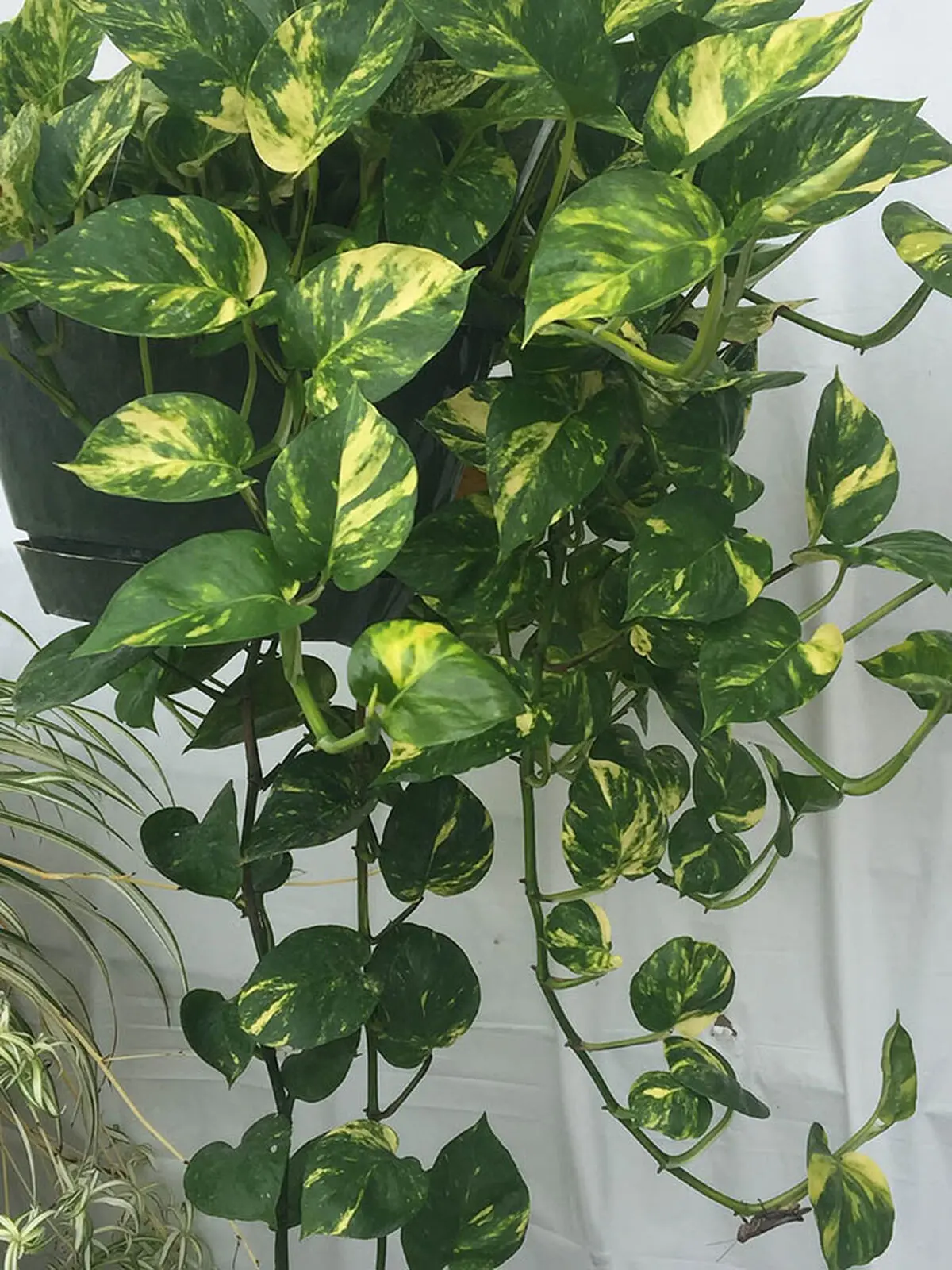 pothos-05