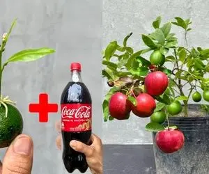 کشاورزی نوین؛ سیب و لیمو رو با خمیر دندون چسبوندن کاشتن شد یه درخت که هر دوشو میده