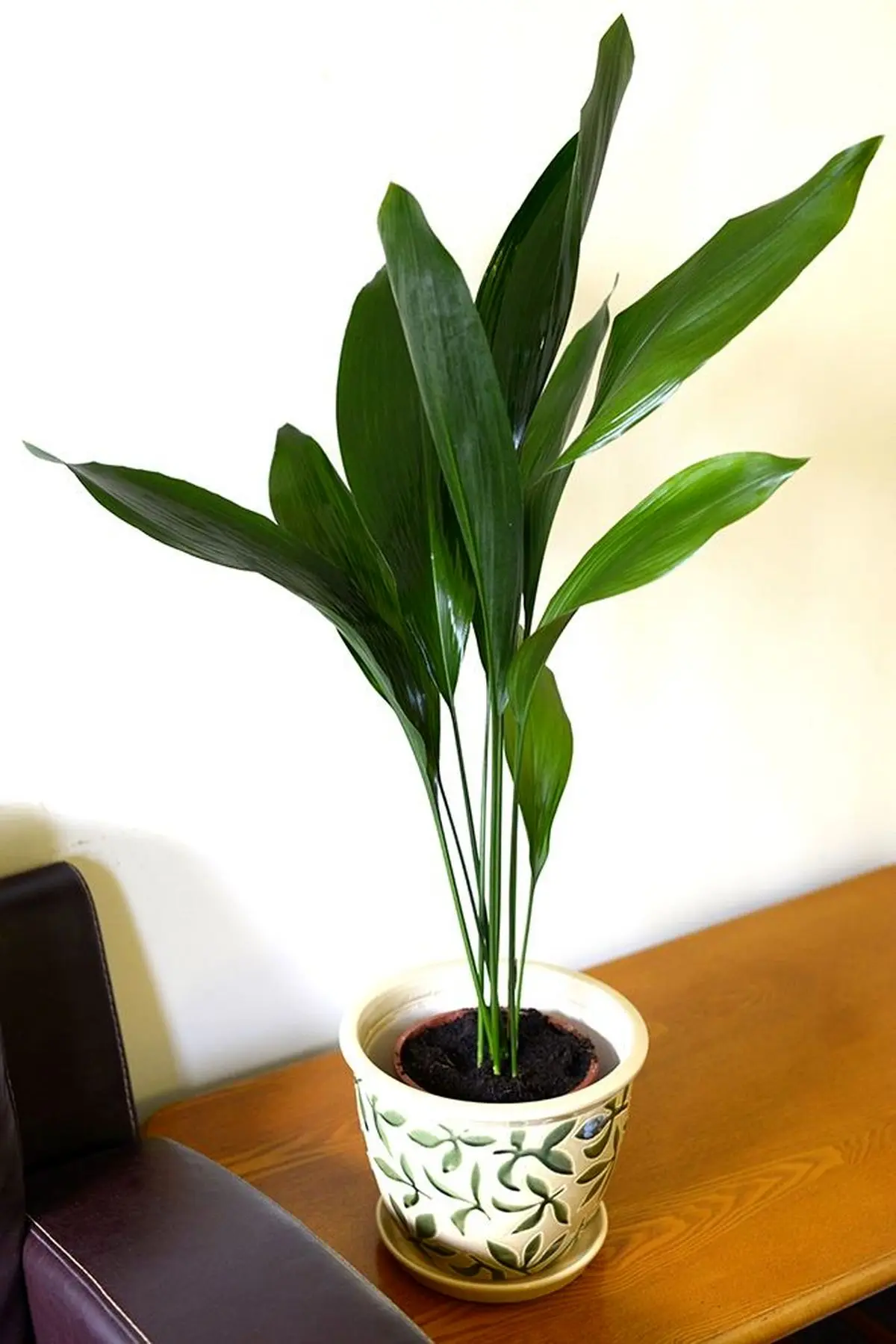 Aspidistra-plant-5