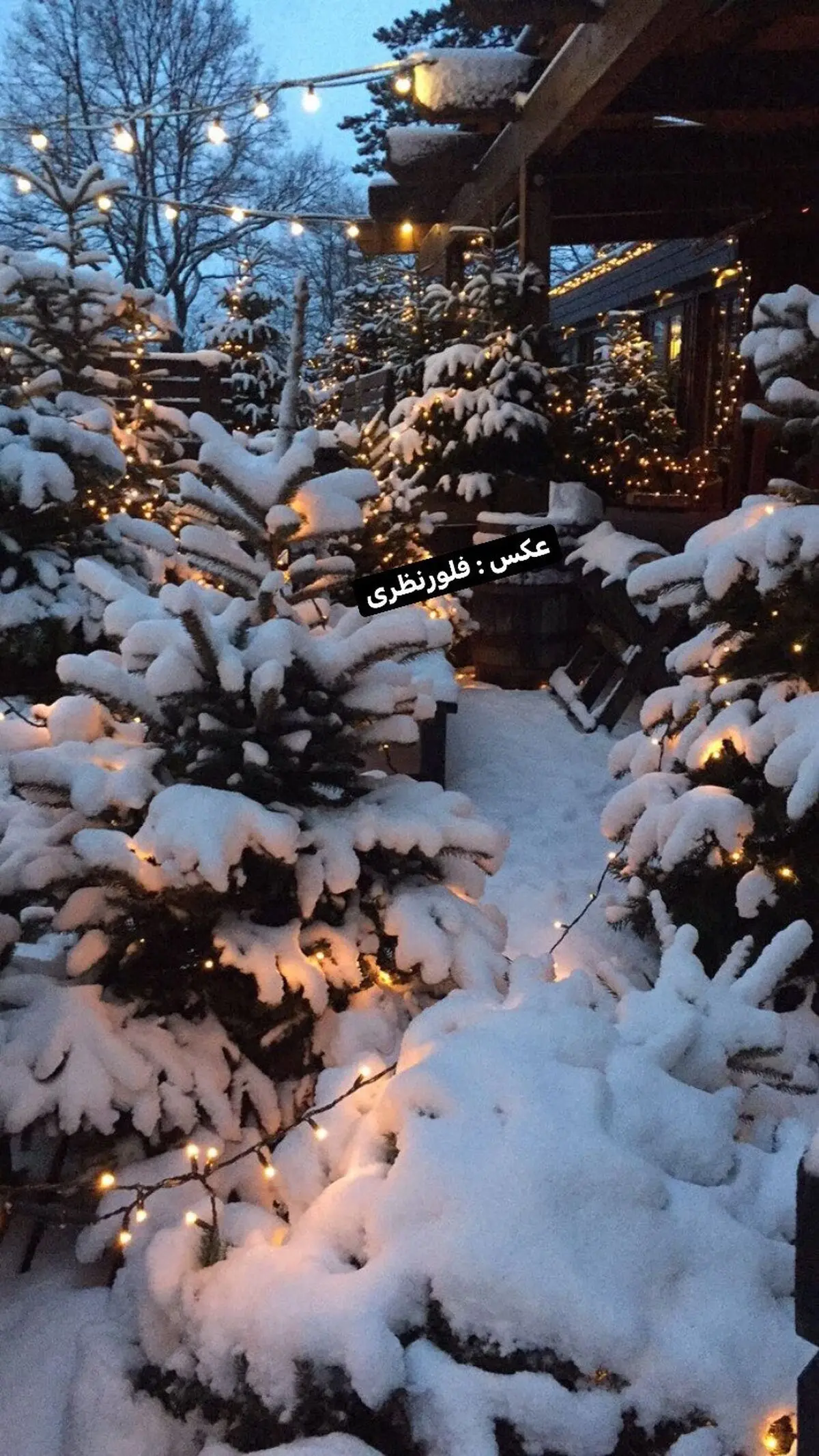 فلور نظری