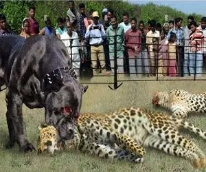 مستند حیات وحش؛ پیتبول عضله ای که پلنگ رو لقمه میکنه ته کمبش