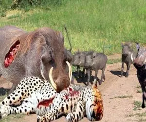 نارام زیان؛ گراز شقی برای نجات بچش از چنگال ببر درنده با عاج گلوشو سوراخ کرد خون جهید