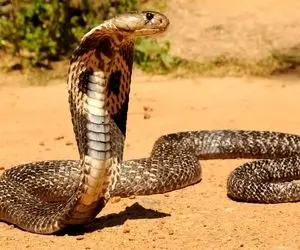 صحنه های شاذ؛ اگه جرأت نداری نبین آقاهه با جسارت تمام مهره مار شاه کبری رو در میاره