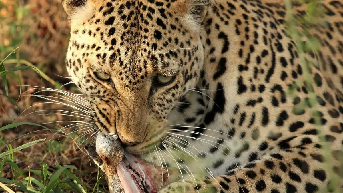 leopard-gc8f60686e_1920-edited