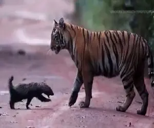 مستند حیات وحش؛ گورکن خنگ همبازی ببر نشد خوردش