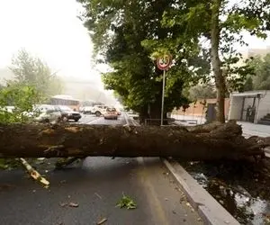 سقوط درخت در خیابان ولیعصر تهران روی خودروها + فیلم