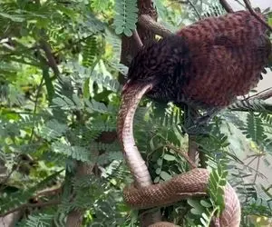 مستند حیات وحش؛ پرنده مار بزرگ رو عین ماکارونی هورت کشید