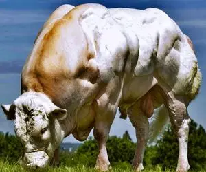 گاوهای باورنکردنی؛ غول پیکرترین گاوها رو بعد نمایش میفرستن واسه جفتگیری و سلاخخونه