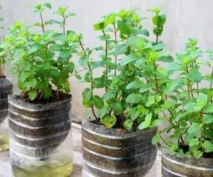 ایده های خلاقانه؛ بطری های پلاستیکی دوغ و نوشابه دور ننداز توش نعناع بکار عالی میشه