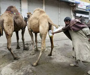 (عکس و ویدیو) عجیب و باورنکردنی؛ افتتاح اولین کافه ادرار شتر!