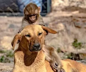 آن روی طبیعت وحشی؛ سگ با وفا و میمون بلا با هم رفیق شدن و از هم جدا نمیشن