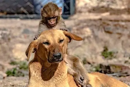 آن روی طبیعت وحشی؛ سگ با وفا و میمون بلا با هم رفیق شدن و از هم جدا نمیشن