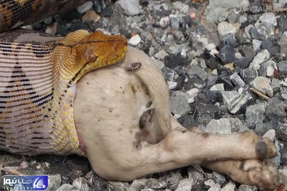 Python Regurgitates Two-Month-Old Puppy