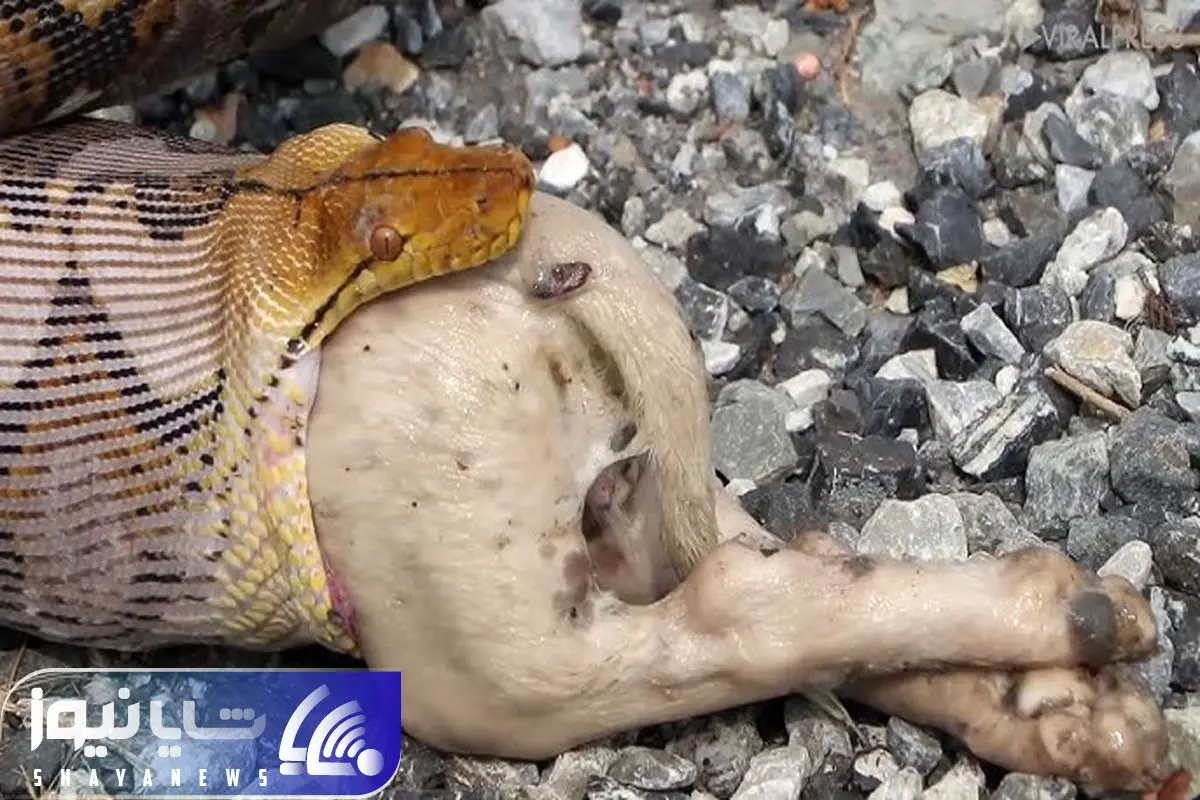 Python Regurgitates Two-Month-Old Puppy