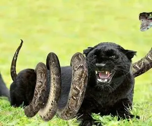 از جذابیت های حیات وحش؛ مواجهه نه چندان دوستانه پلنگ سیاه با پیتون غول پیکر