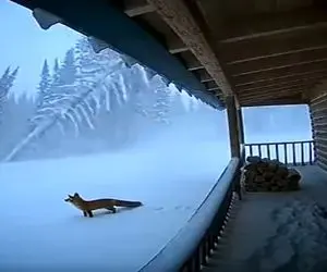 معماری طبیعت؛ الان من بگم روباه شانس آوورد نرفت سمت جنگل یا بگم بدبخت بود اینور موند