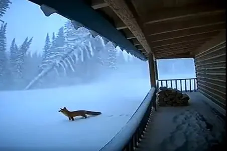 معماری طبیعت؛ الان من بگم روباه شانس آوورد نرفت سمت جنگل یا بگم بدبخت بود اینور موند