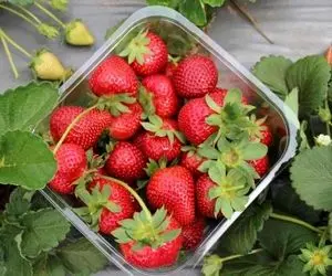 کشاورزی نوین؛ یه کود محشر واسه توت فرنگی که بشمار سه همه آفات رو فراری میده