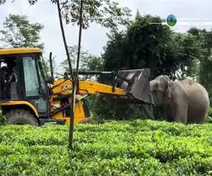 ابزارآلات غول پیکر؛ درگیری فیل با اپراتور بیل مکانیکی برای حراست اکو سیستمش