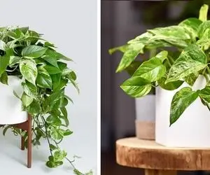 ترفندای کاربردی واسه قلمه زدن پتوس در آب؛ با رعایت این نکات گلتونو تکثیر کنید