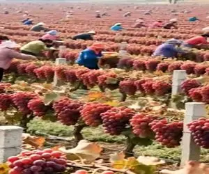 کشاورزی نوین؛ شانسی انگور کاشتن فک نمیکردن انقد بار بده کل روستا اومدن برا درو