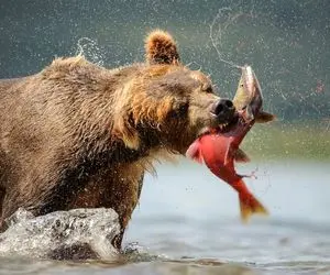 جذابیت حیات وحش؛ ماهی گرفتن برای خرس جوکه