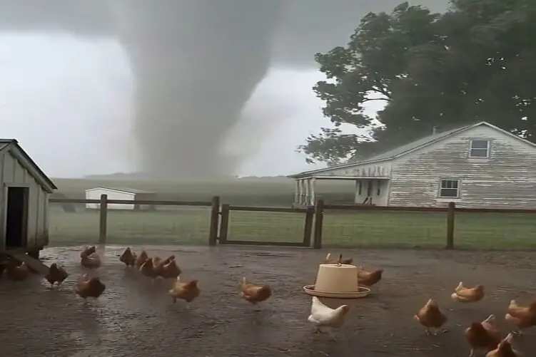 گردباد مرغ ها را به تکاپو برای بقا انداخته، ولوله ای به پا کردند
