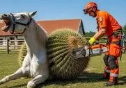 حیات وحش مصنوعی؛ تلاش تیم نجات برای خلاصی اسب سفید معصوم از شر کاکتوس منحوس