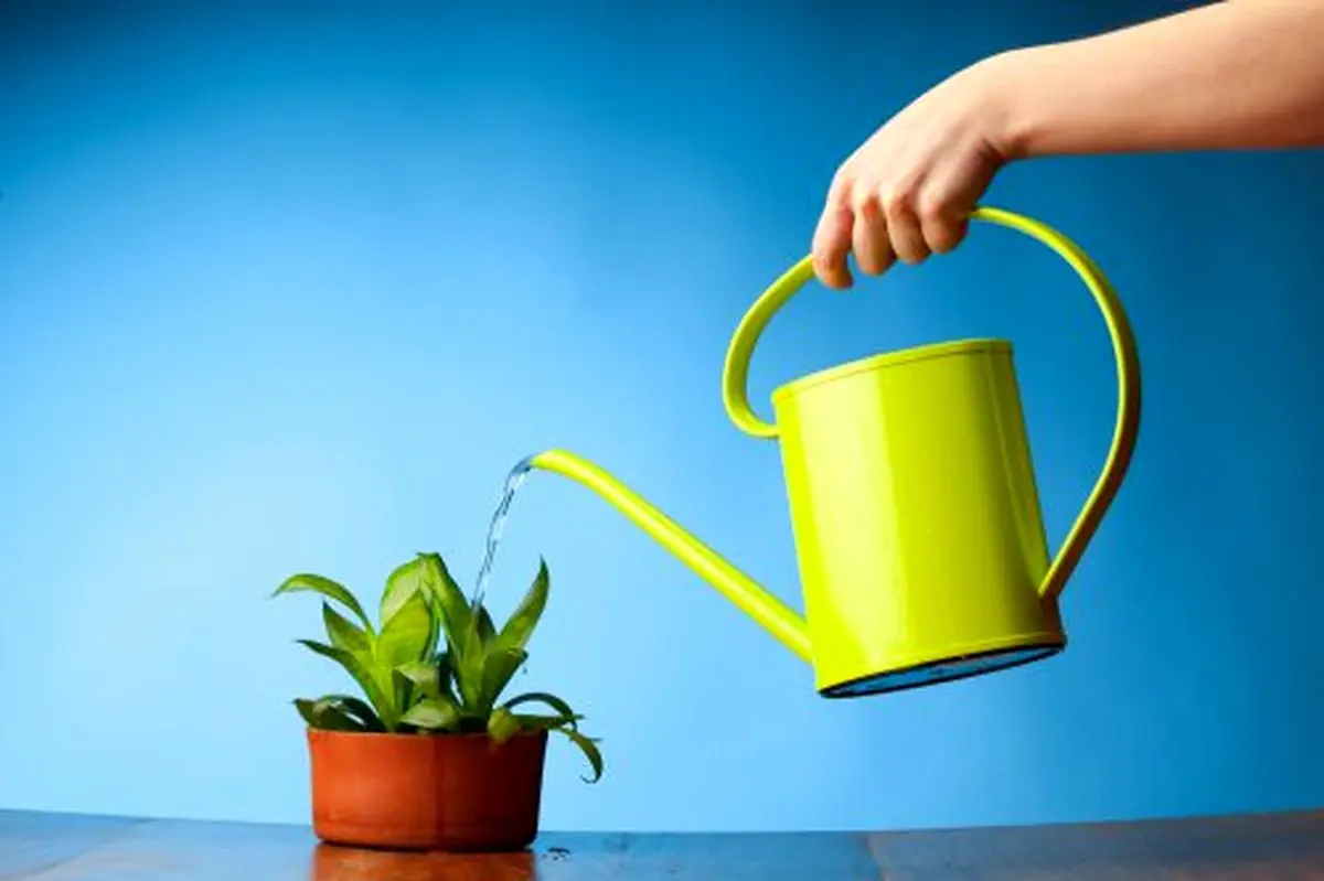 آبیاری-گیاه-500x333